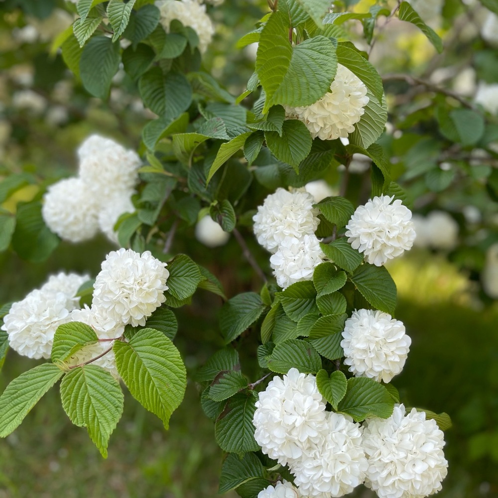 Meet your Posher, Anne